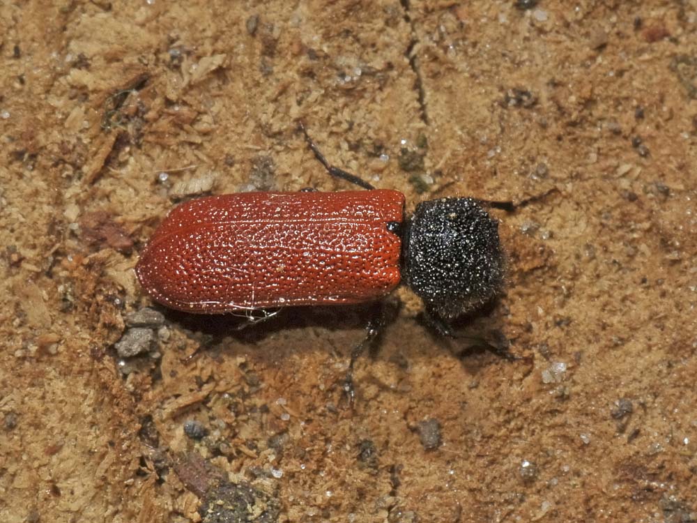 Bostrichus capucinus